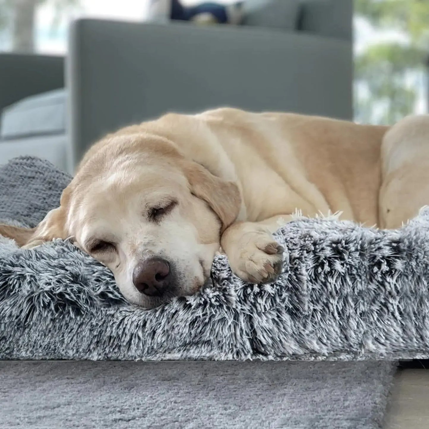 Plush Pooch Bed