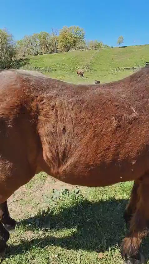 Load video: horse hair removal brush
